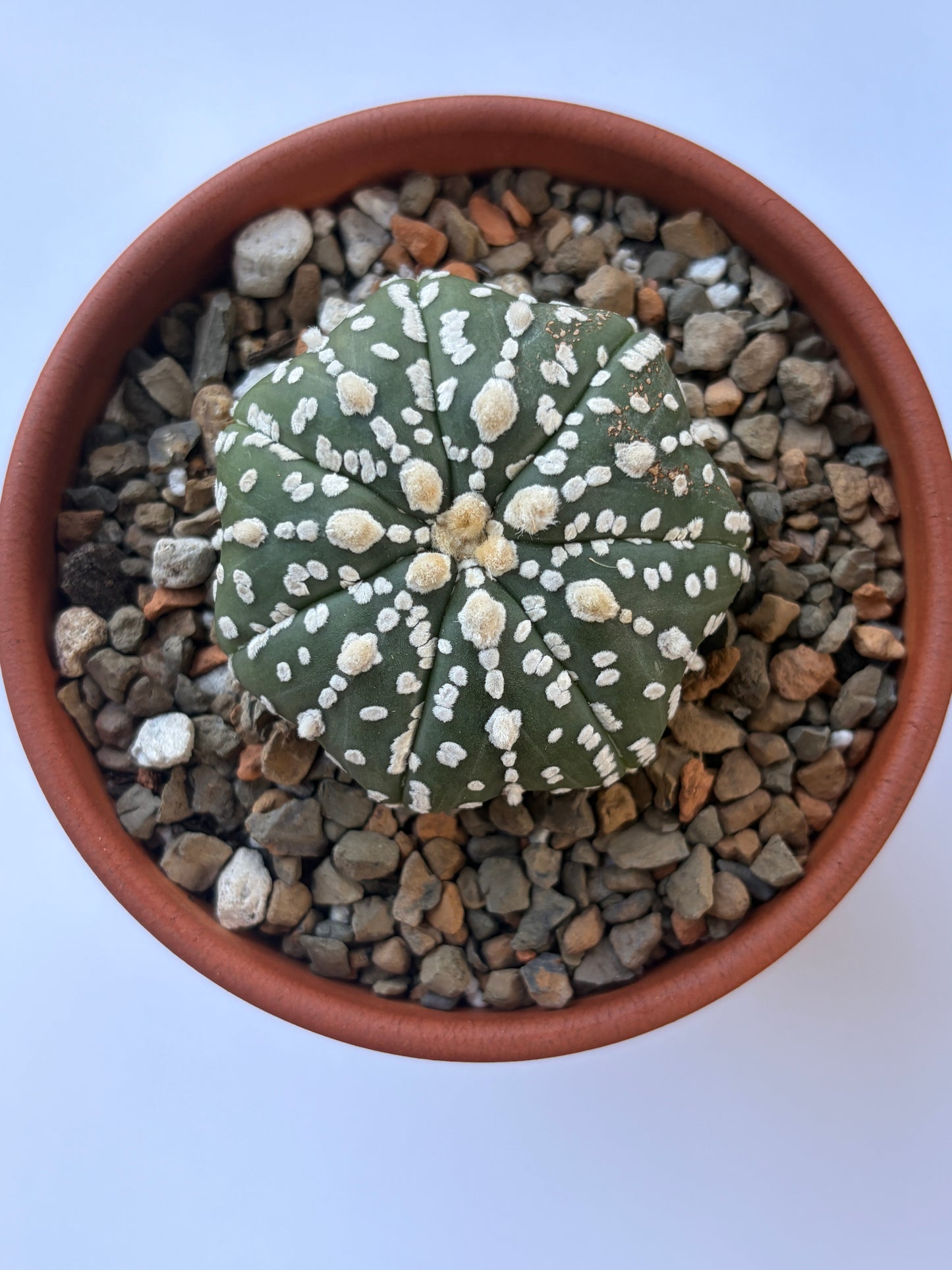 Astrophytum Asterias ‘Super Kabuto V-Type’ - K