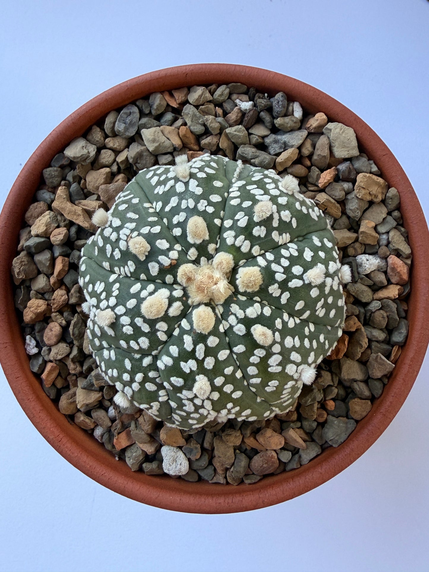 Astrophytum Asterias ‘Super Kabuto V-Type’ - L