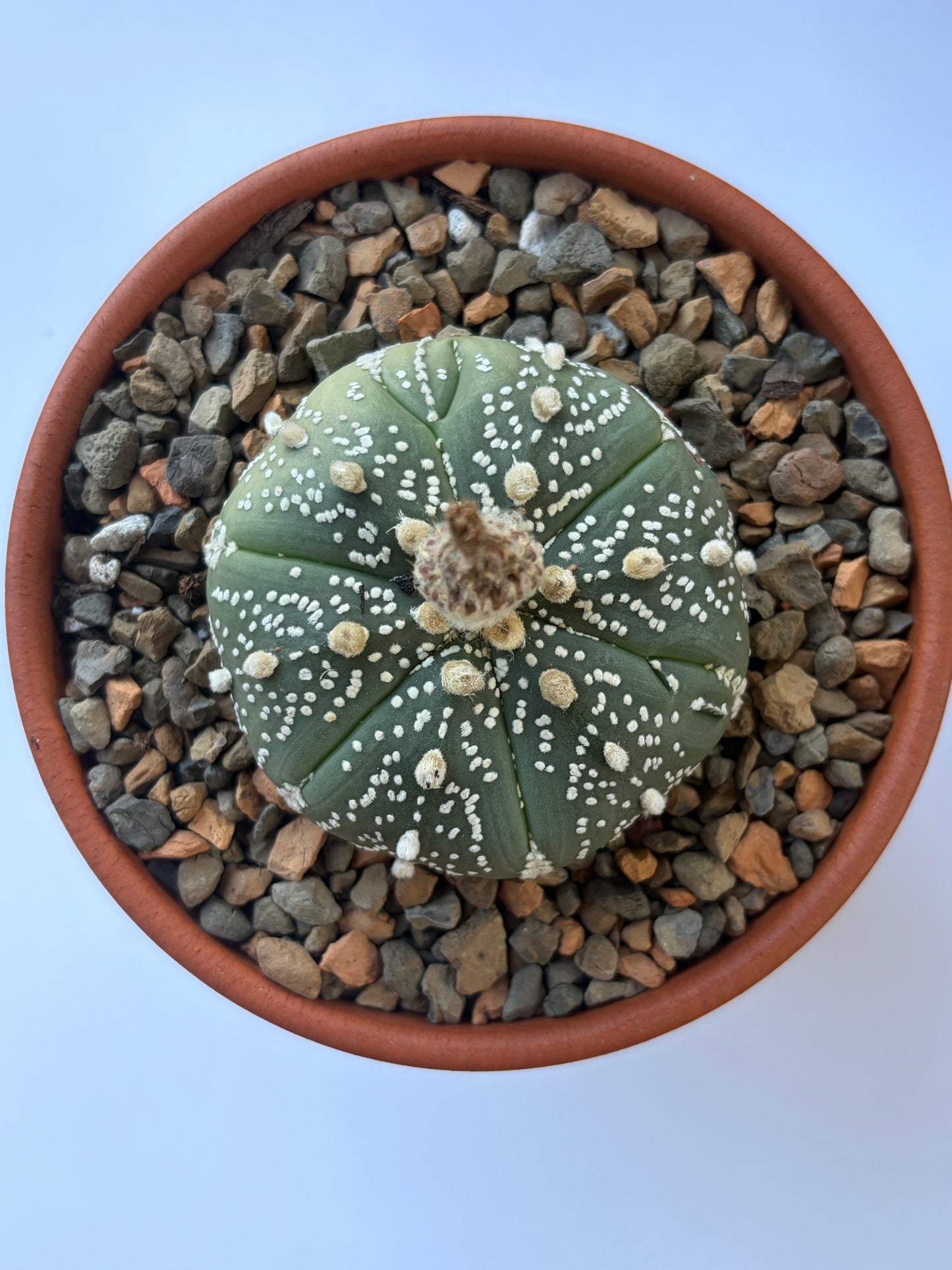 Astrophytum Asterias ‘Super Kabuto V-Type’ - N