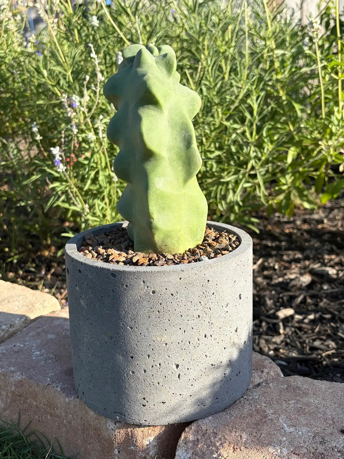 Totem Pole Cactus – Standard or Handmade Concrete Pot