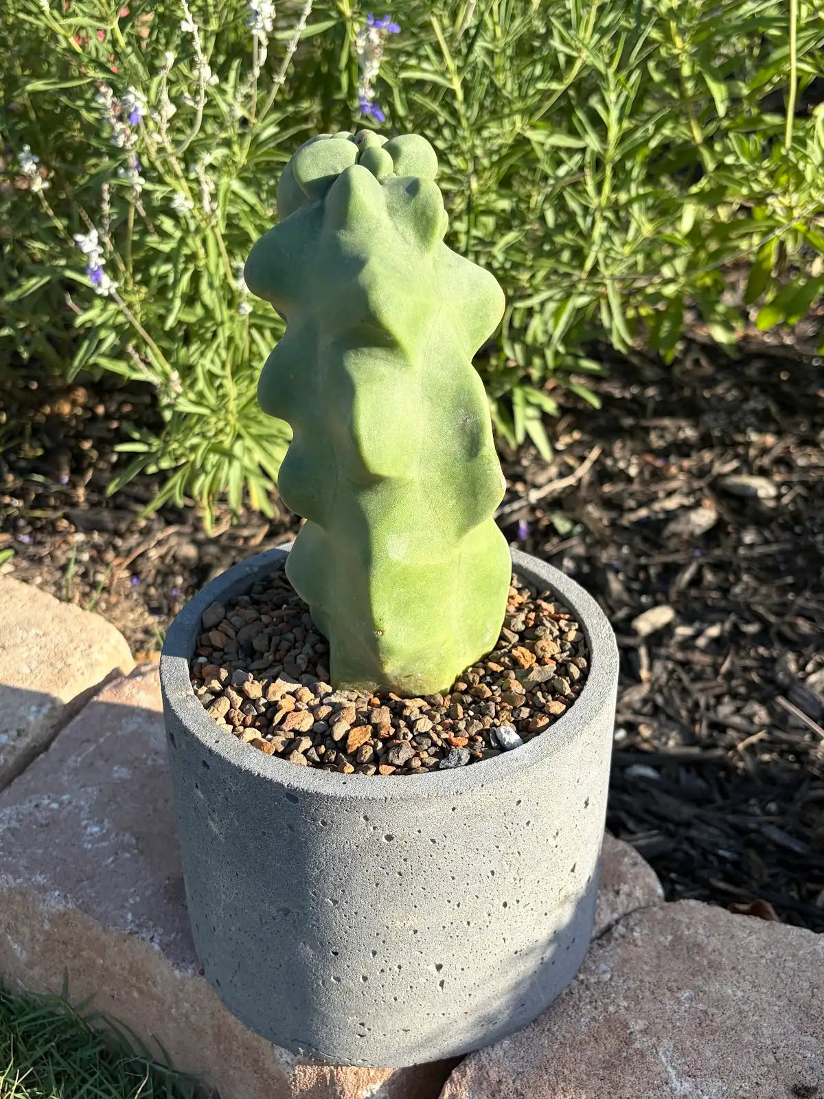 Totem Pole Cactus – Standard or Handmade Concrete Pot