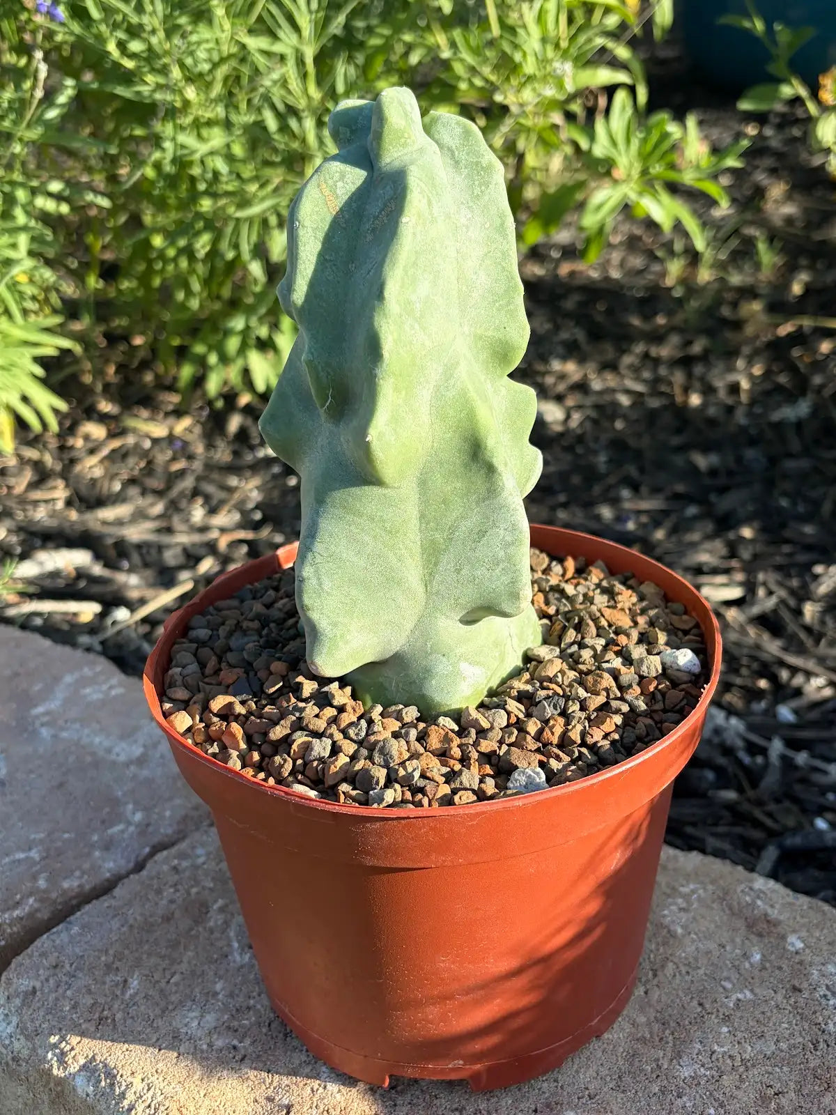Totem Pole Cactus – Standard or Handmade Concrete Pot
