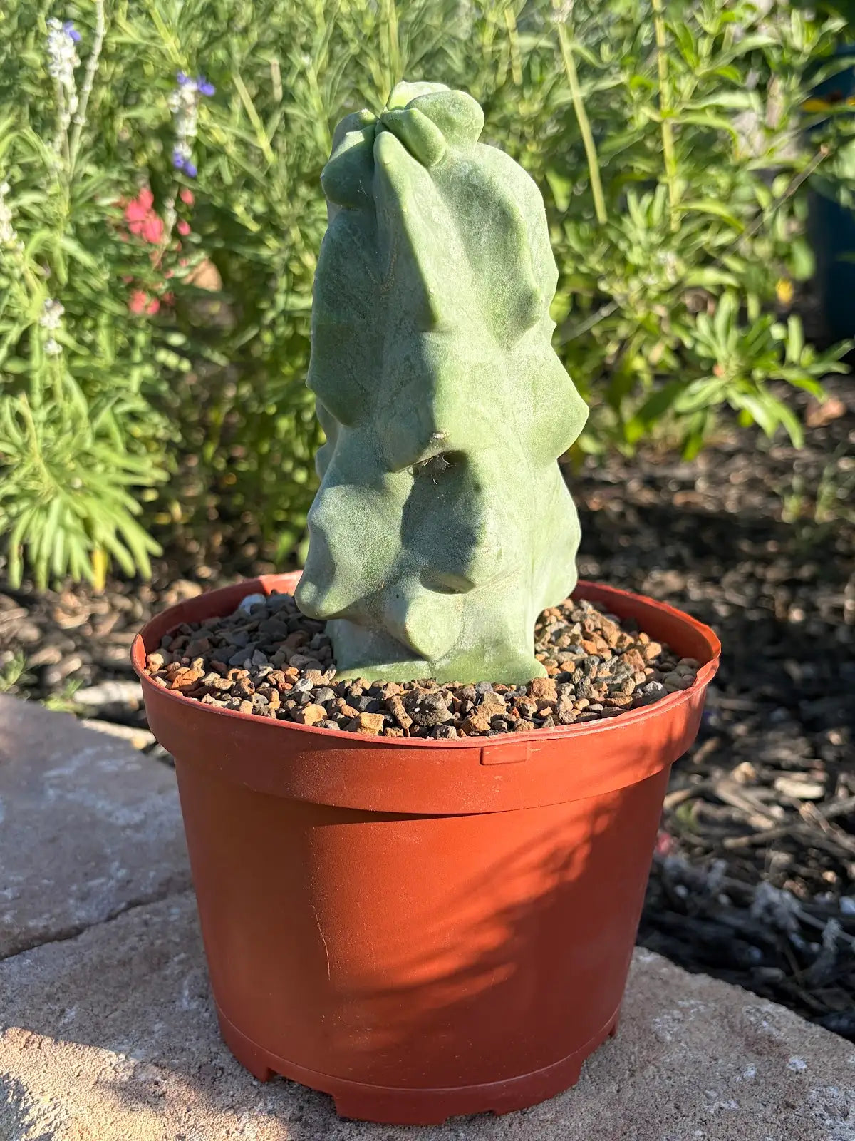 Totem Pole Cactus – Standard or Handmade Concrete Pot