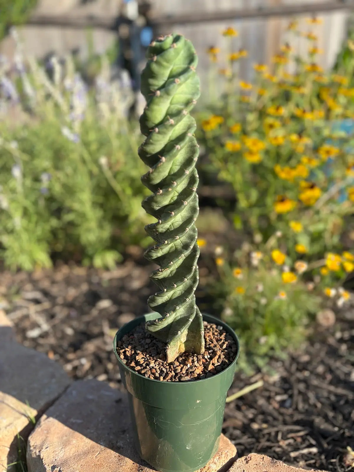 Spiral Cactus - Cereus forbesii 'Spiralis'