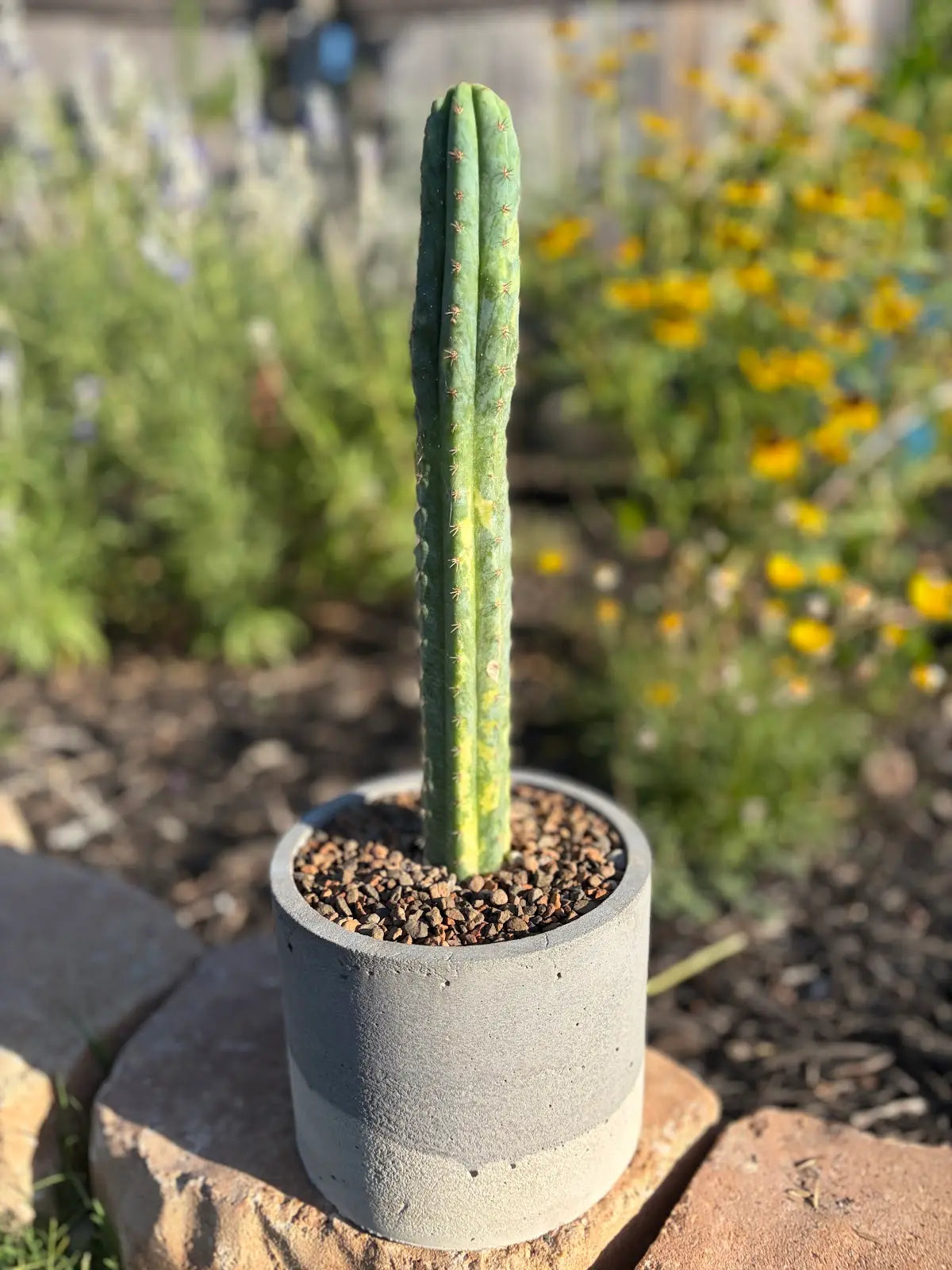 Variegated Trichocereus Cactus - Premium Concrete Pot