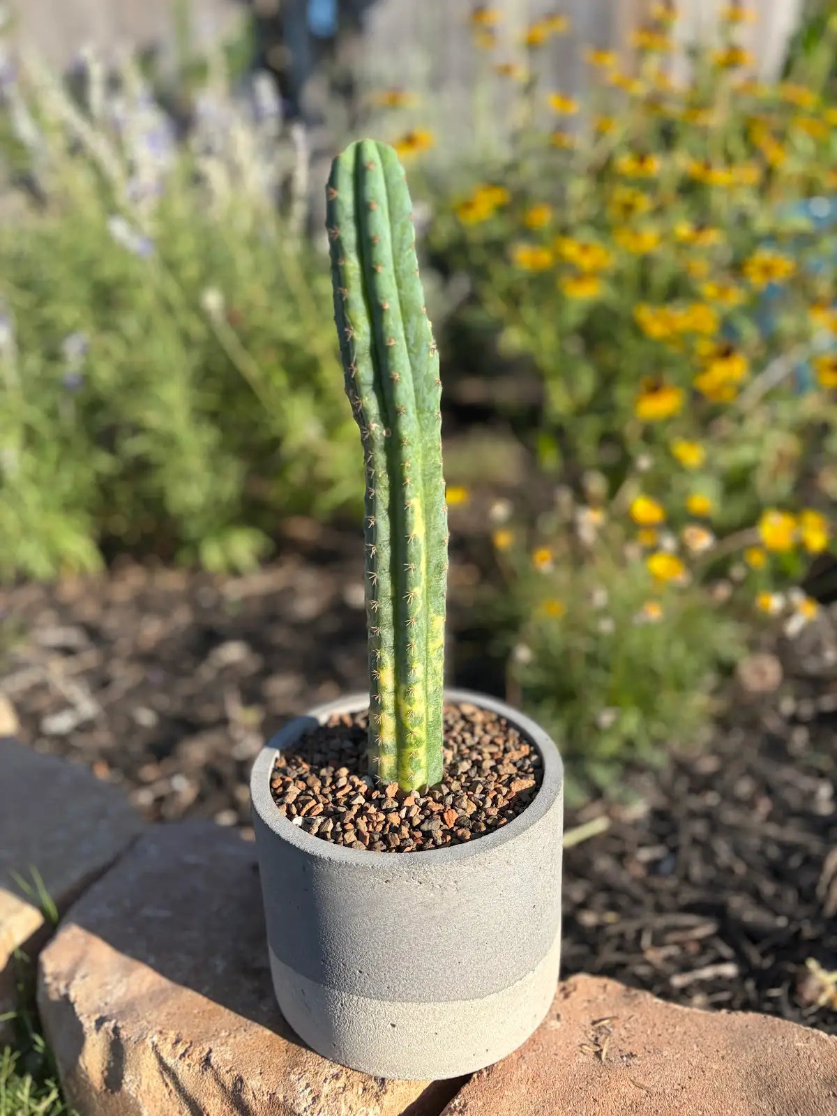 Variegated Trichocereus Cactus - Premium Concrete Pot