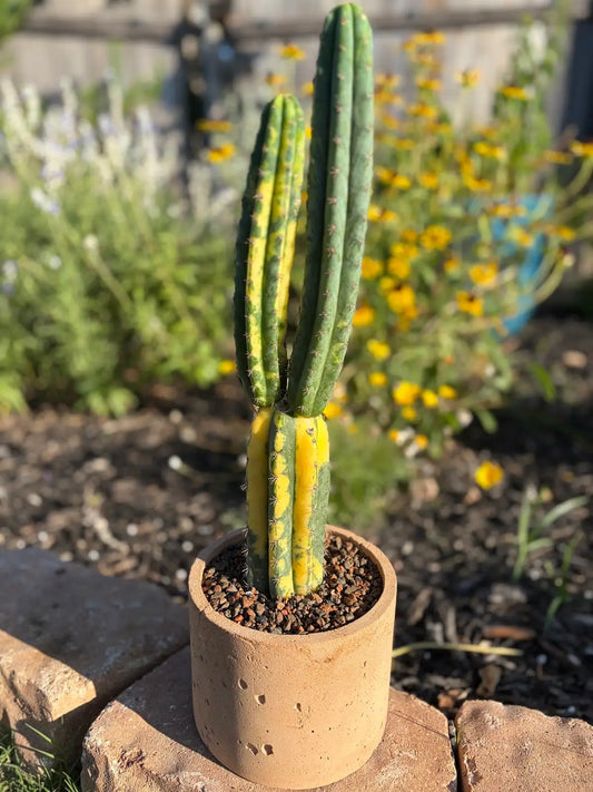 Variegated Trichocereus Cactus – Multi-Column Premium Concrete Pot