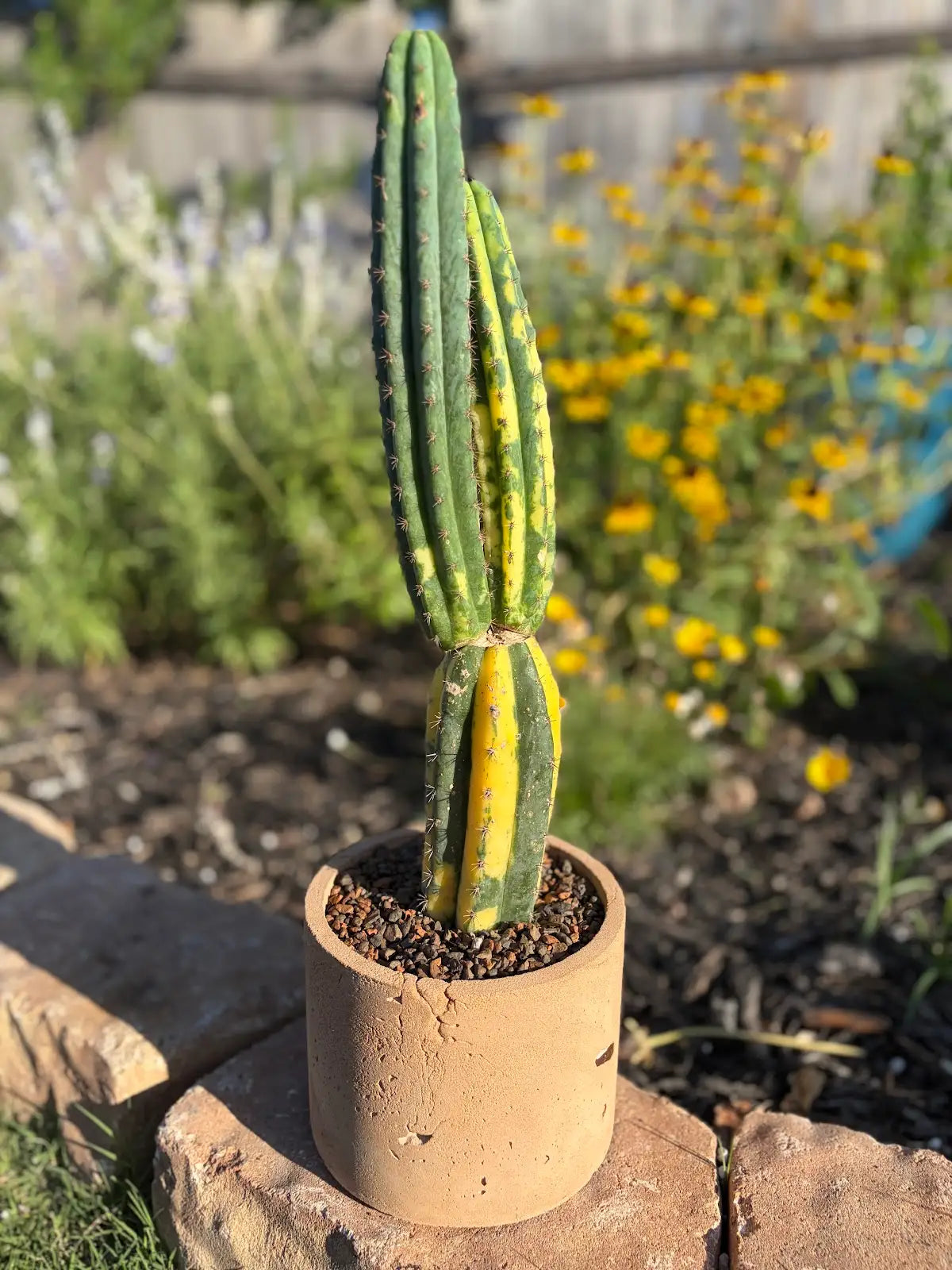 Variegated Trichocereus Cactus – Multi-Column Premium Concrete Pot