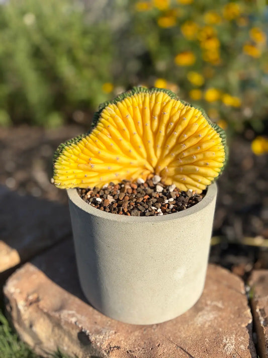 Variegated Crested Trichocereus