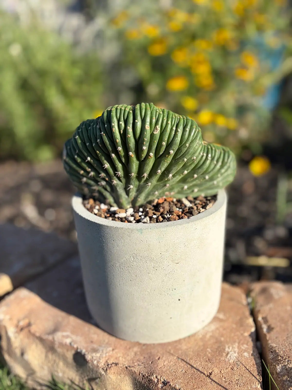 Variegated Crested Trichocereus