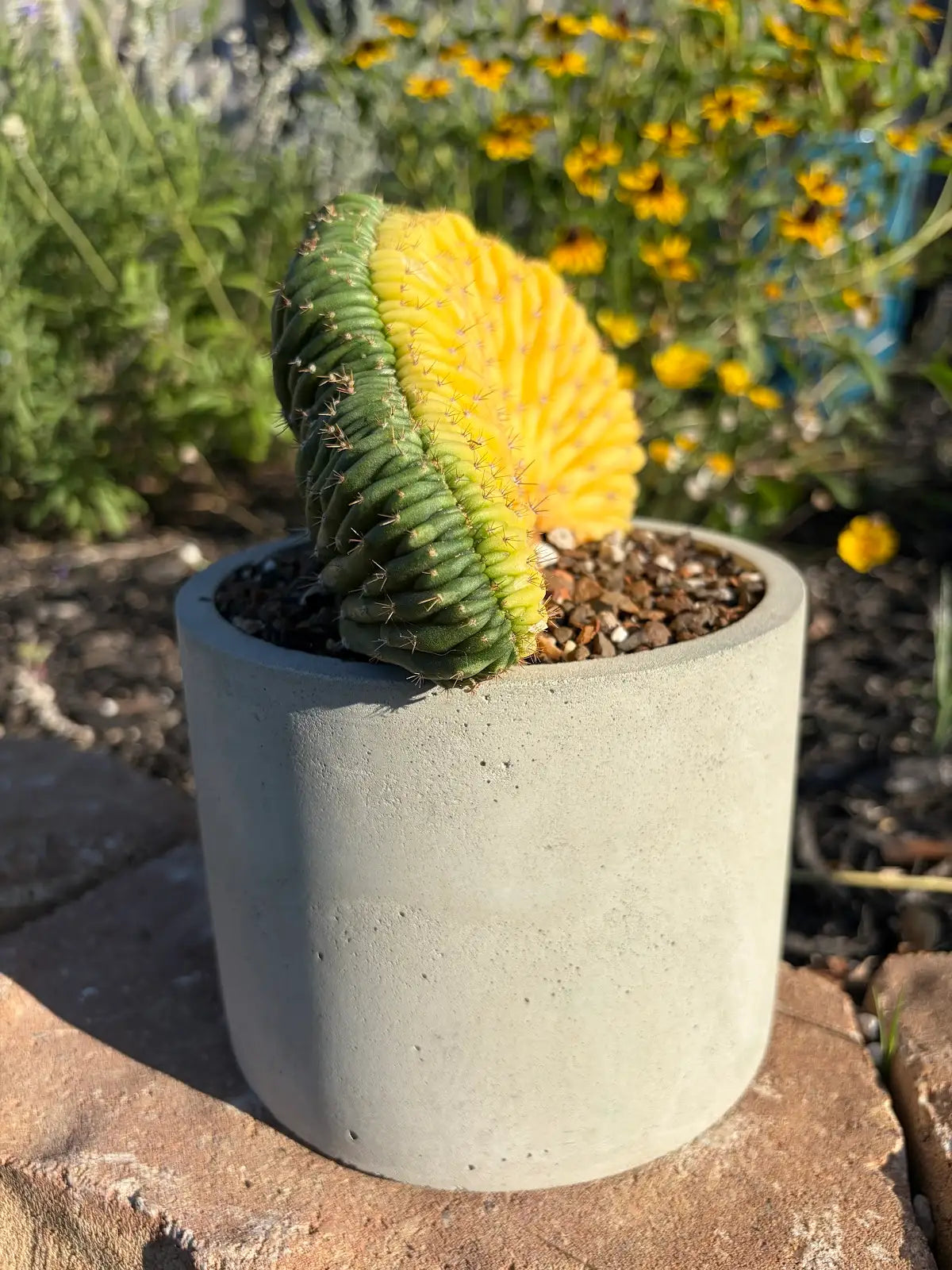 Variegated Crested Trichocereus