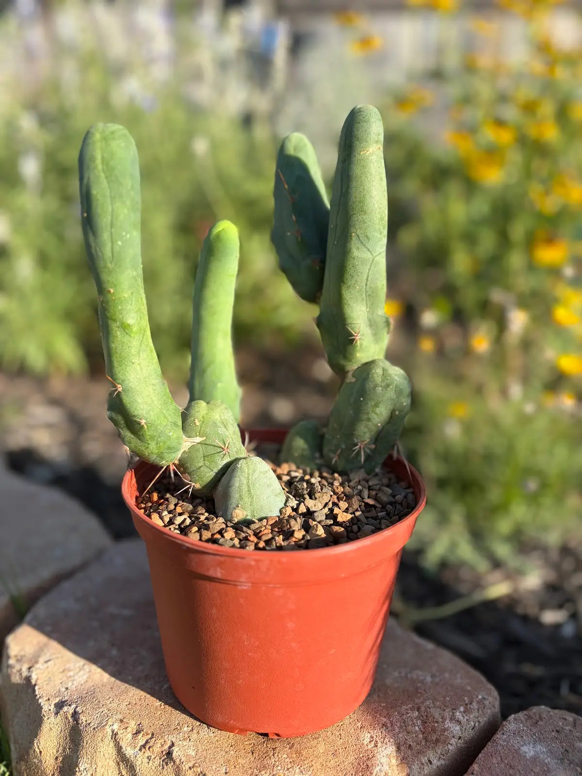 Trichocereus Bridgesii Monstrose - TBM