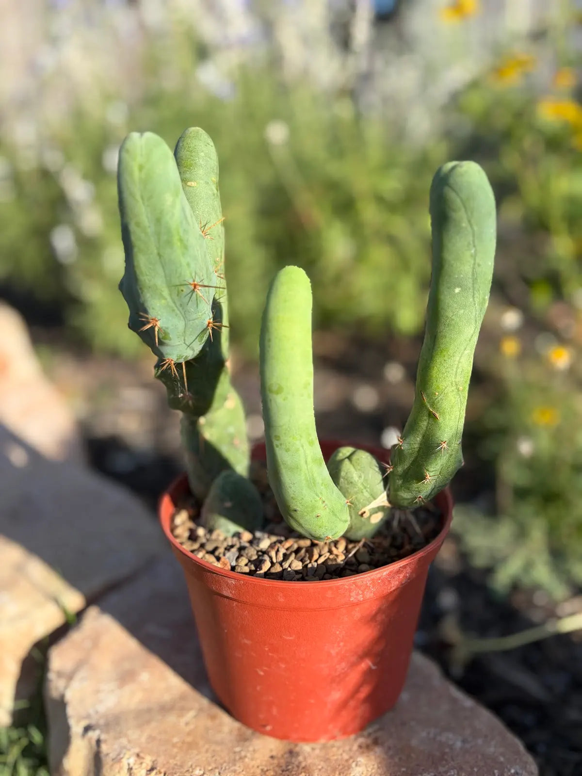 Trichocereus Bridgesii Monstrose - TBM