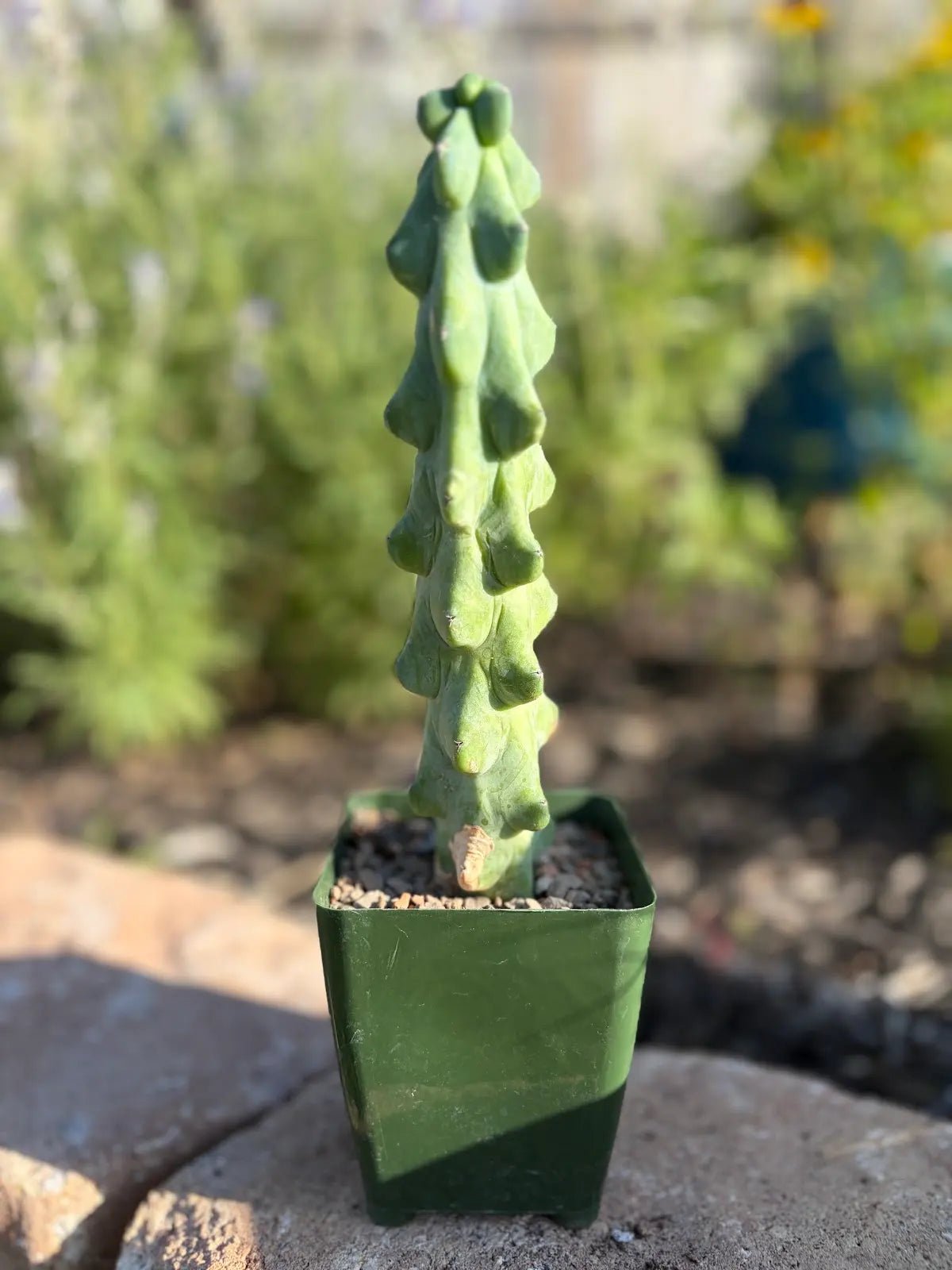Booby Cactus