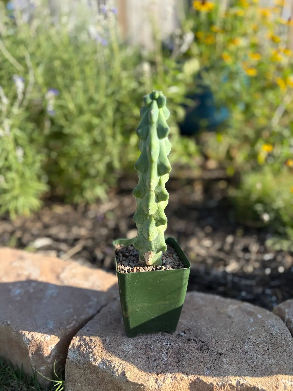 Booby Cactus