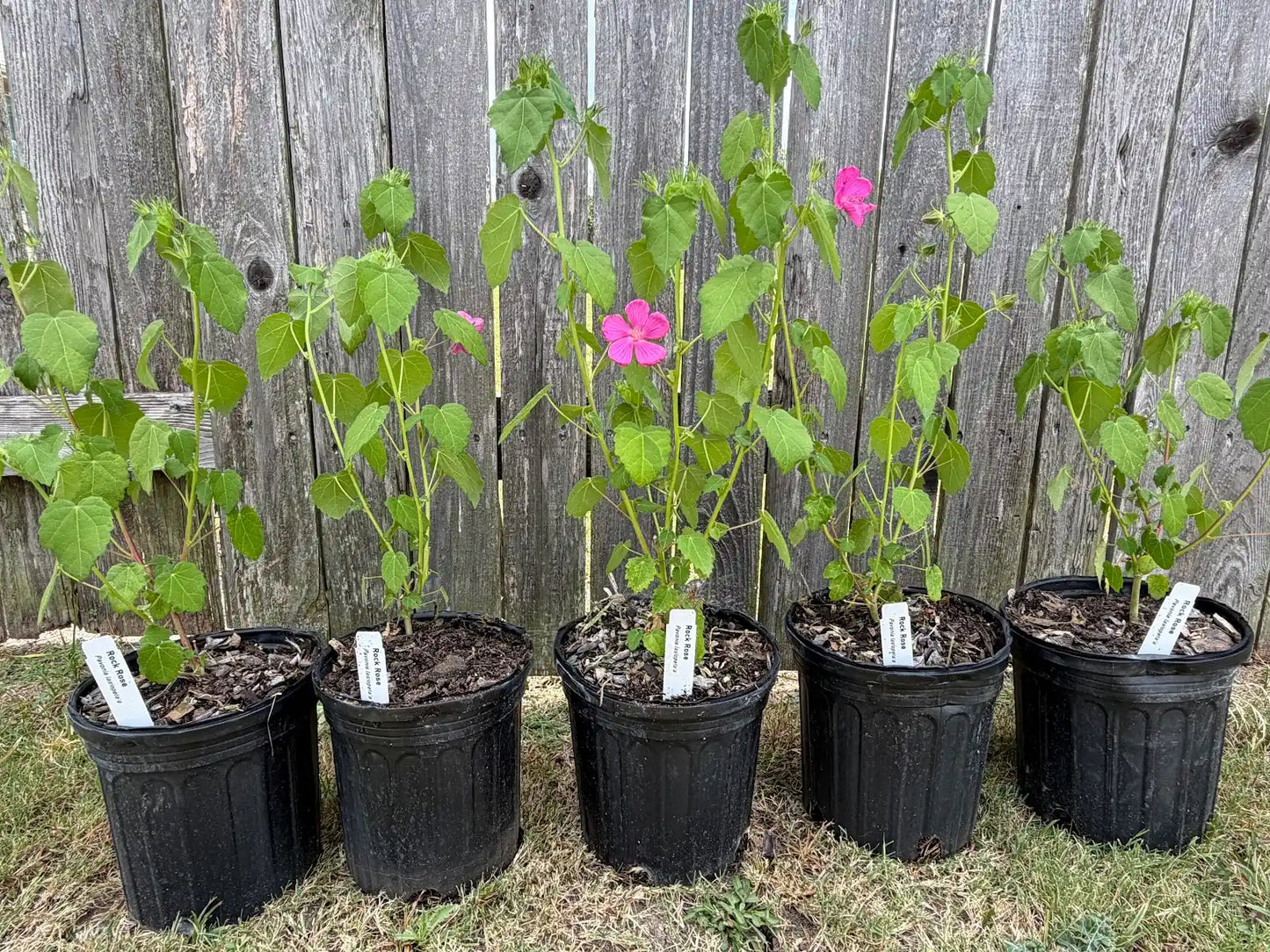 Rock Rose (1 Gal.)