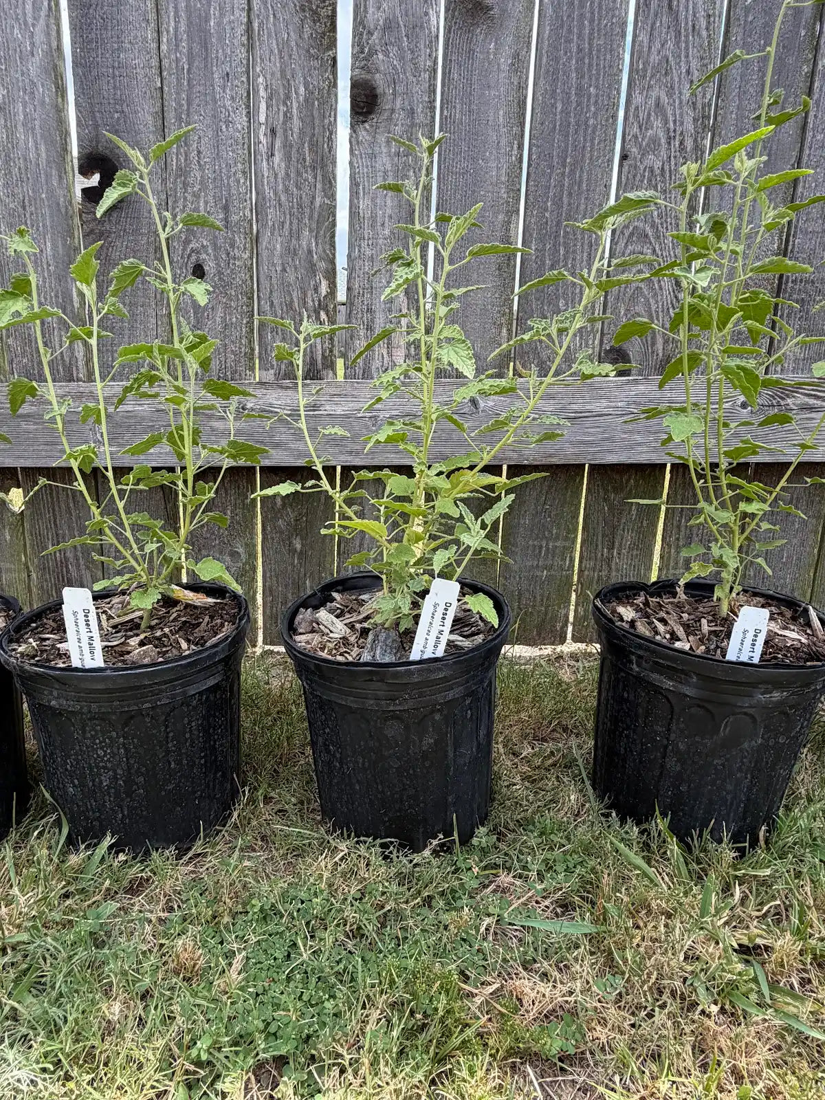 Desert Mallow (1 Gal.)