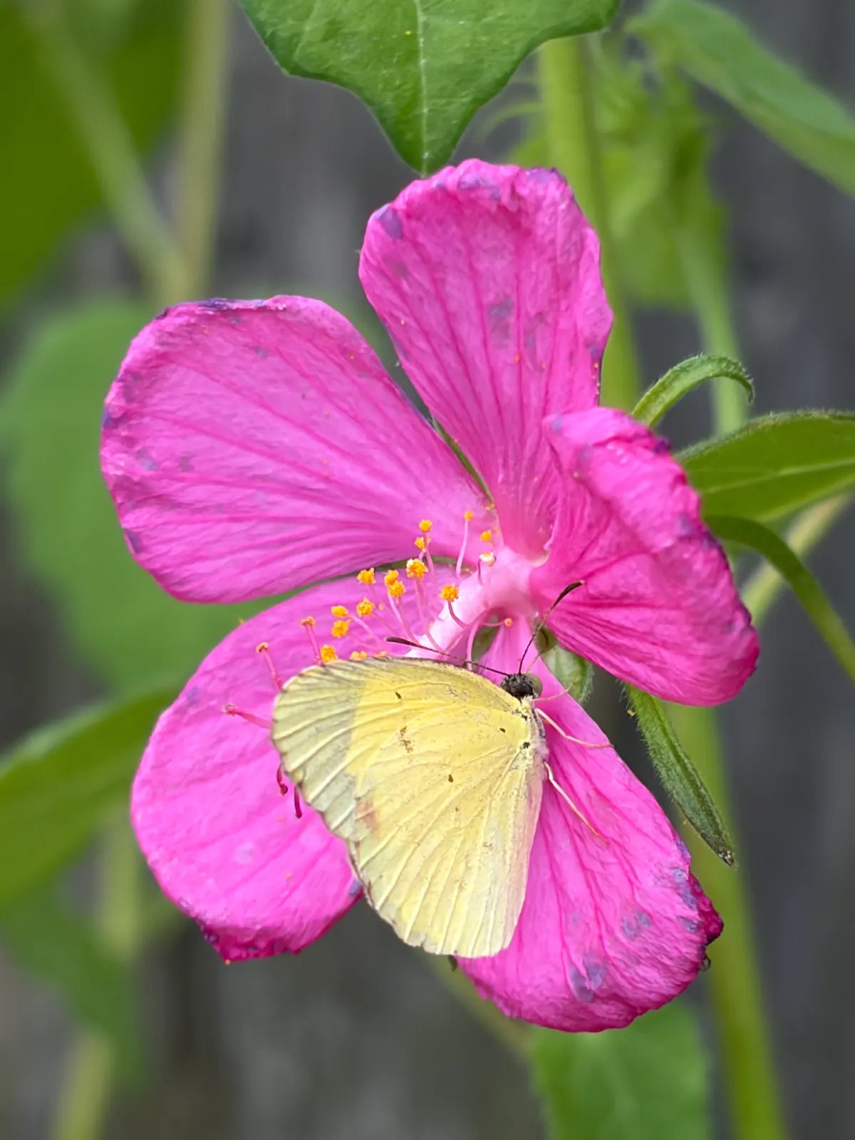 Rock Rose (1 Gal.)