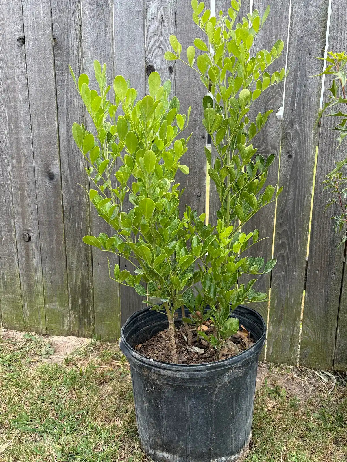Texas Mountain Laurel