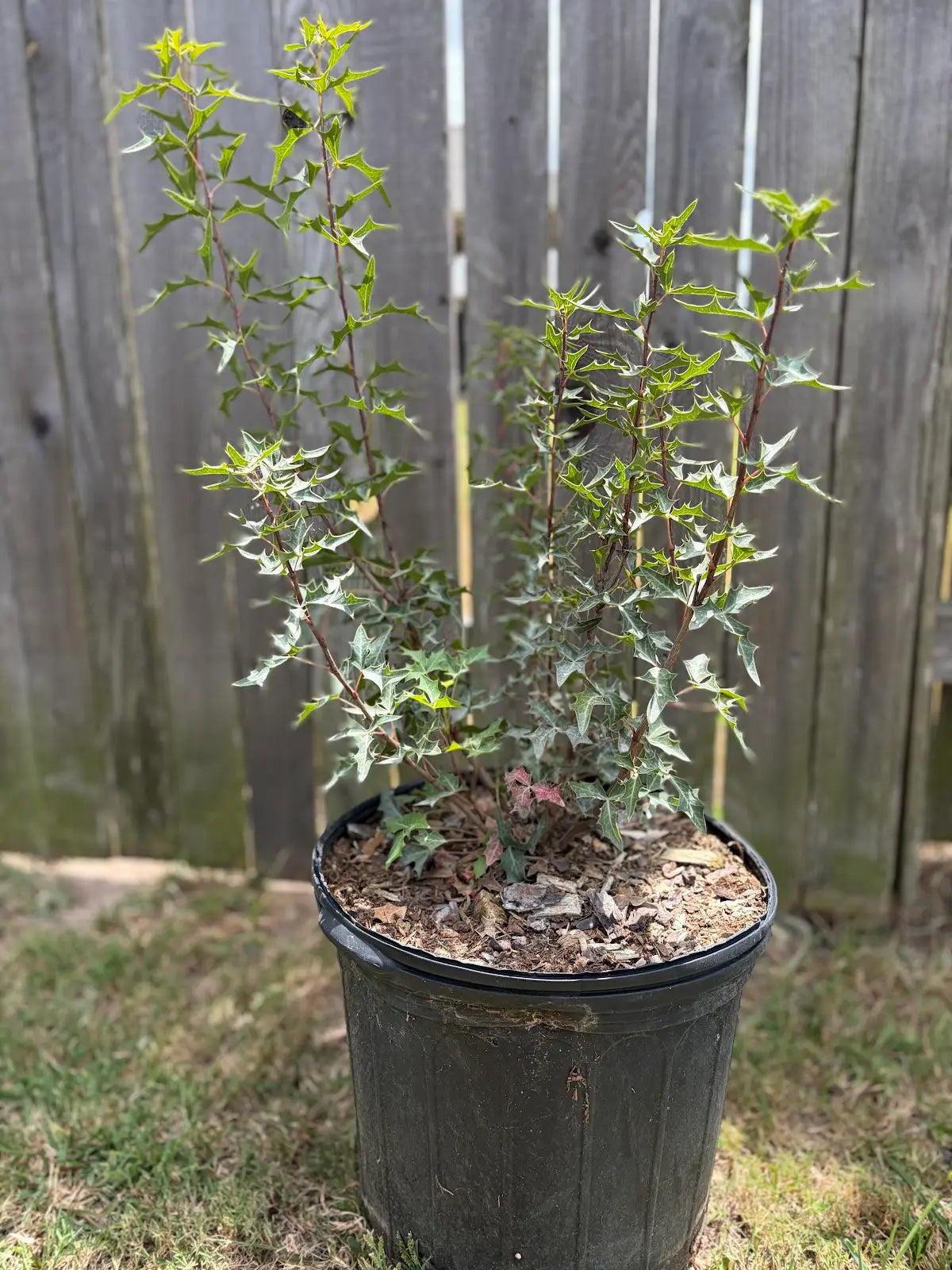 Agarita
