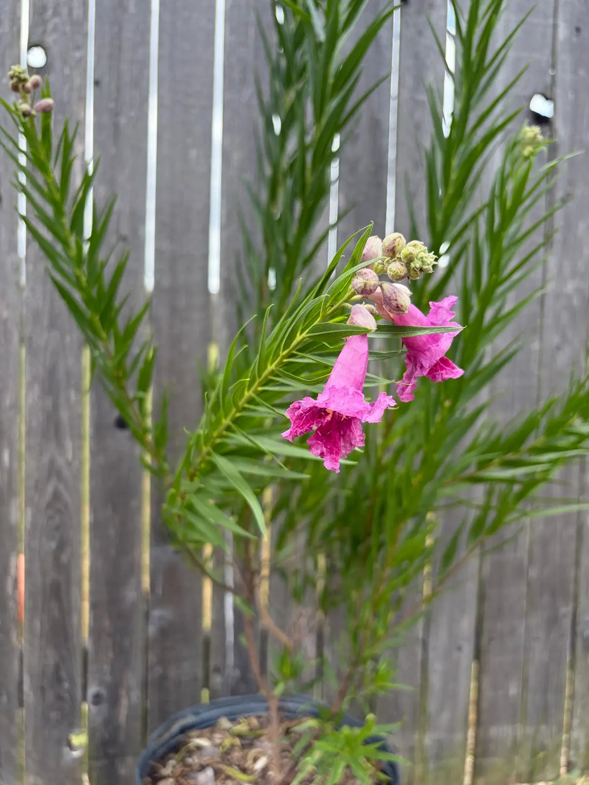 Desert Willow ‘Bubba’