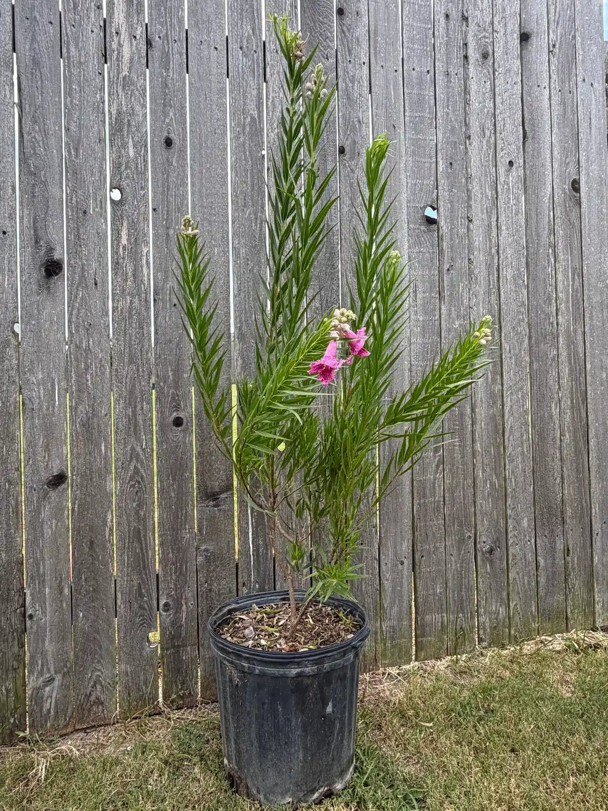 Desert Willow ‘Bubba’