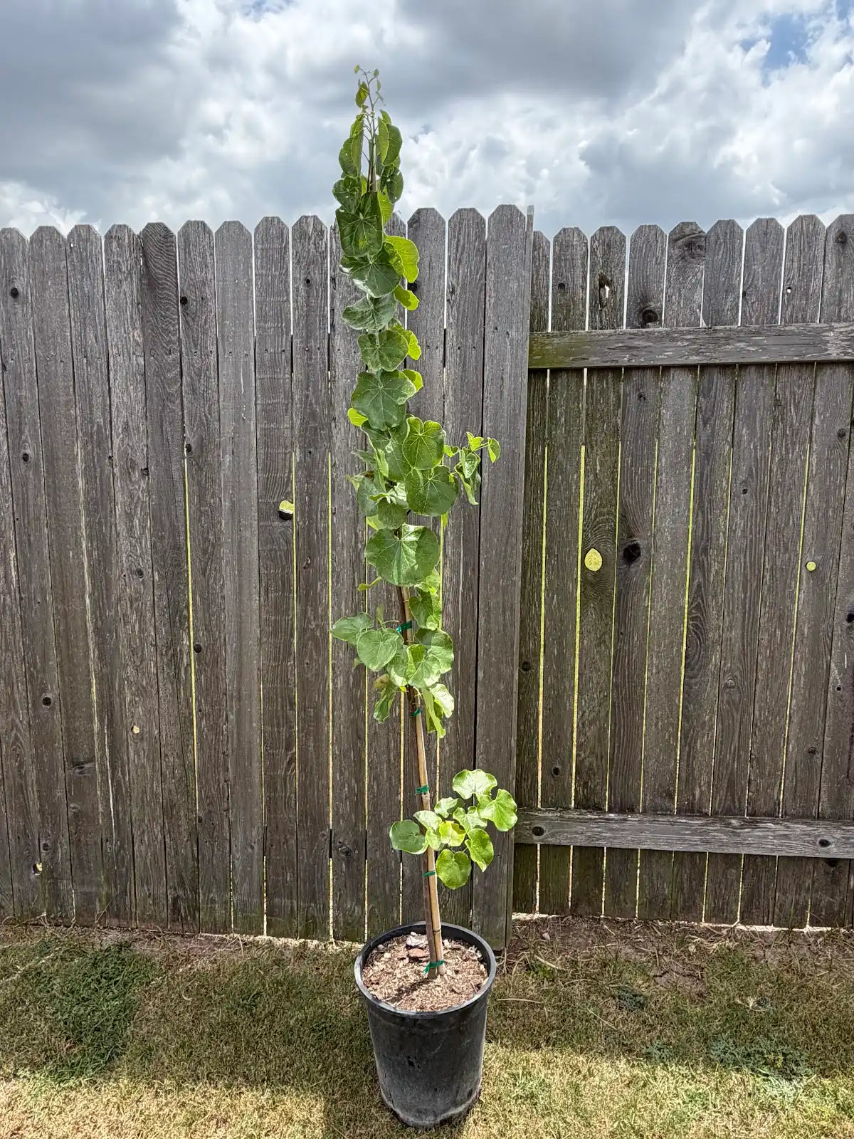 Texas Redbud