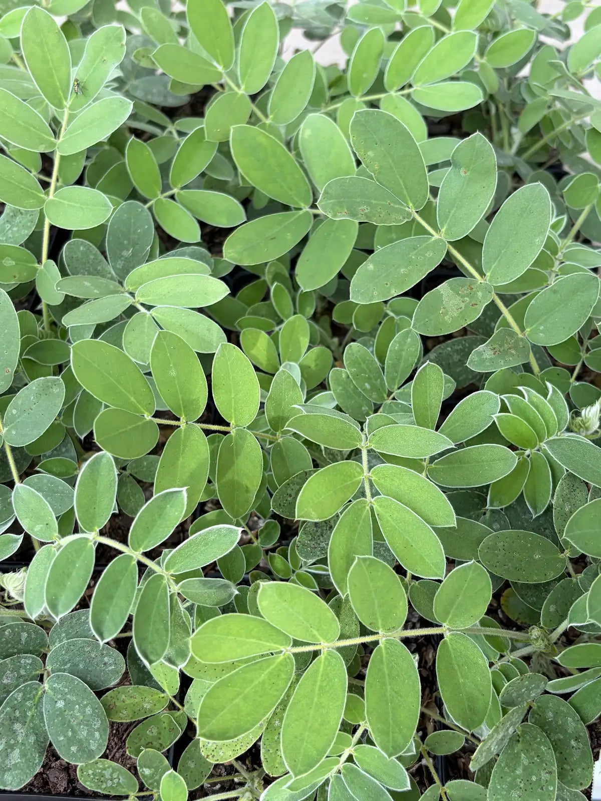 Native Plant Bundle - 4 for $20