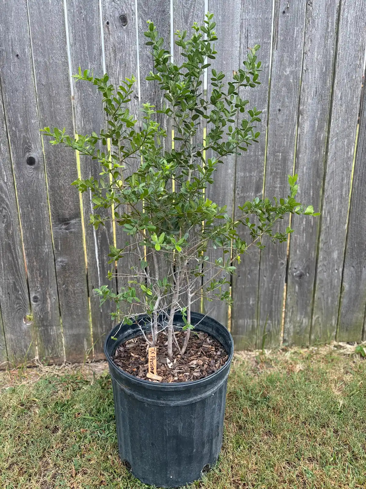 Texas Persimmon
