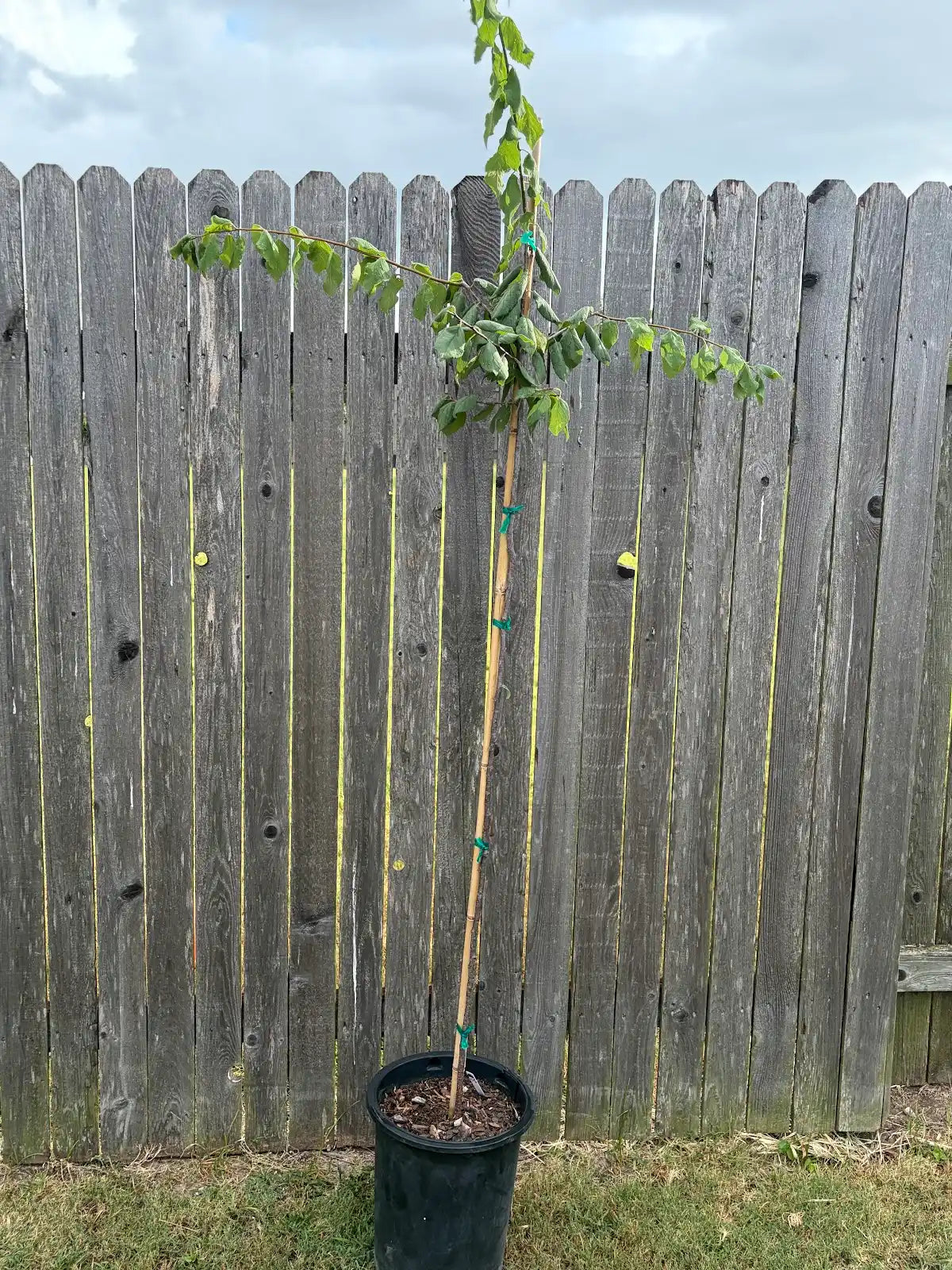 Mexican Plum