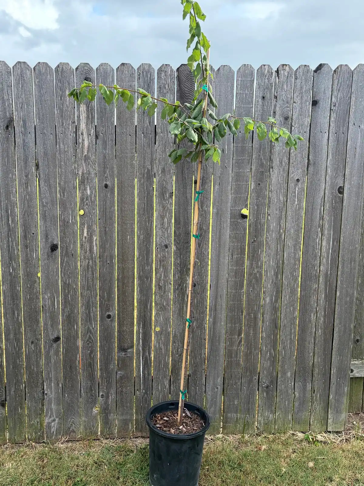 Mexican Plum