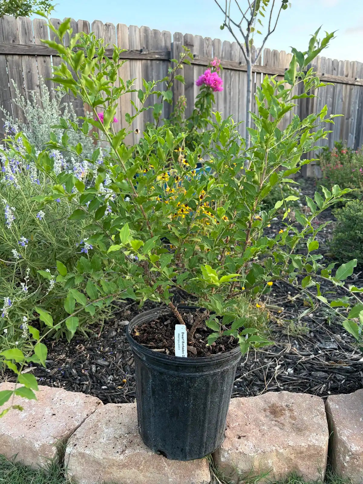 Dwarf Barbados Cherry (5 gal.)