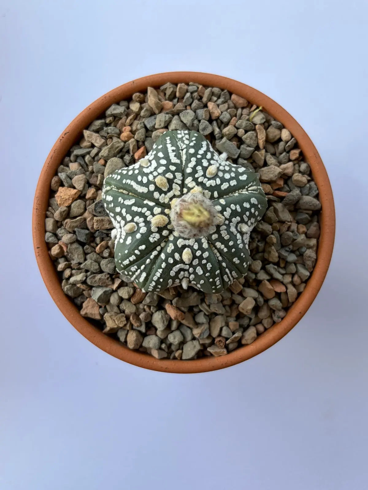 Astrophytum Asterias ‘Super Kabuto’ - J