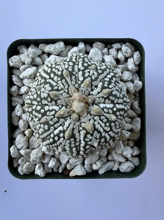 Astrophytum Asterias ‘Super Kabuto V-Type’ - K