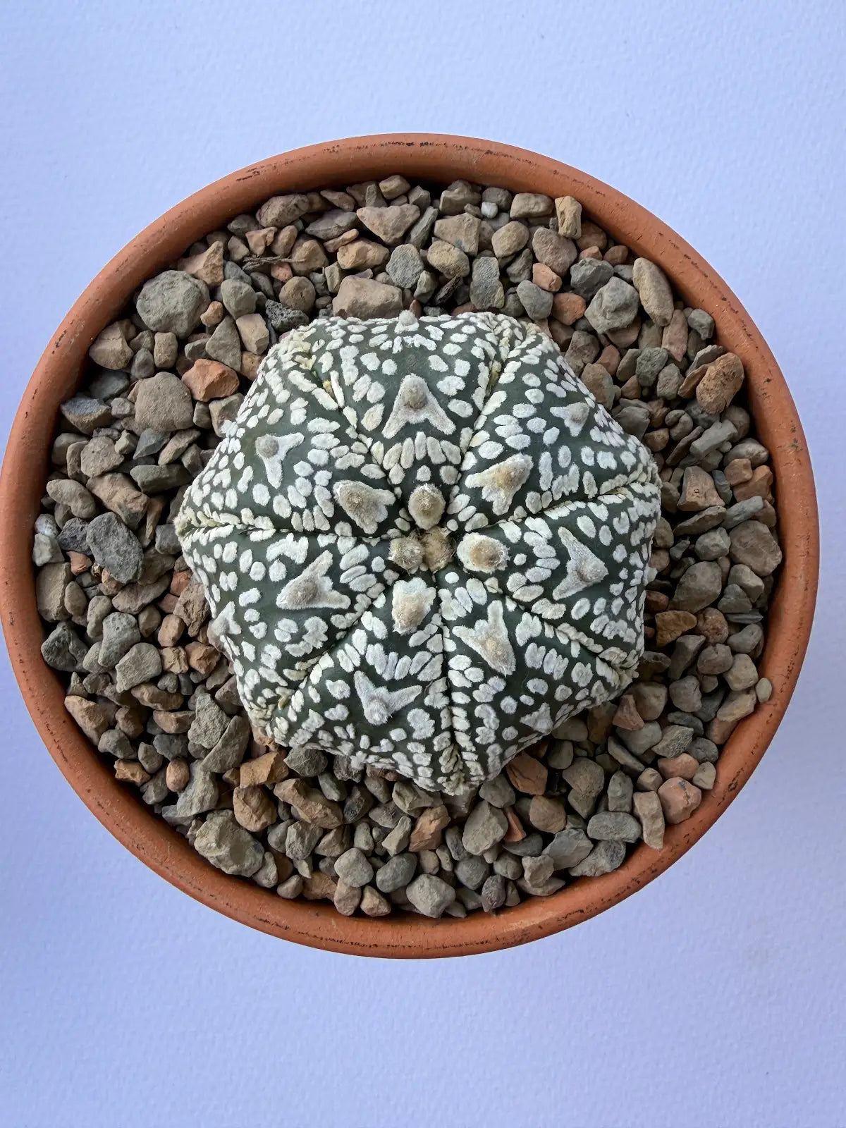 Astrophytum Asterias ‘Super Kabuto V-Type’ - L