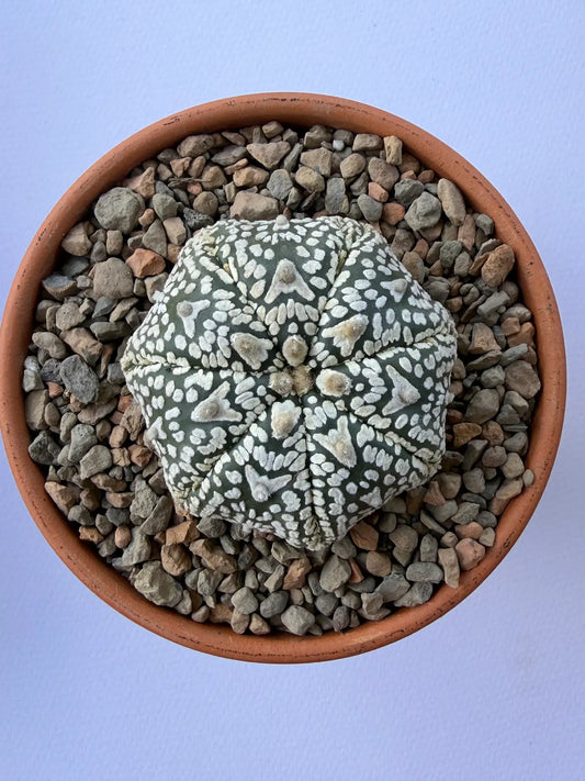 Astrophytum Asterias ‘Super Kabuto V-Type’ - L