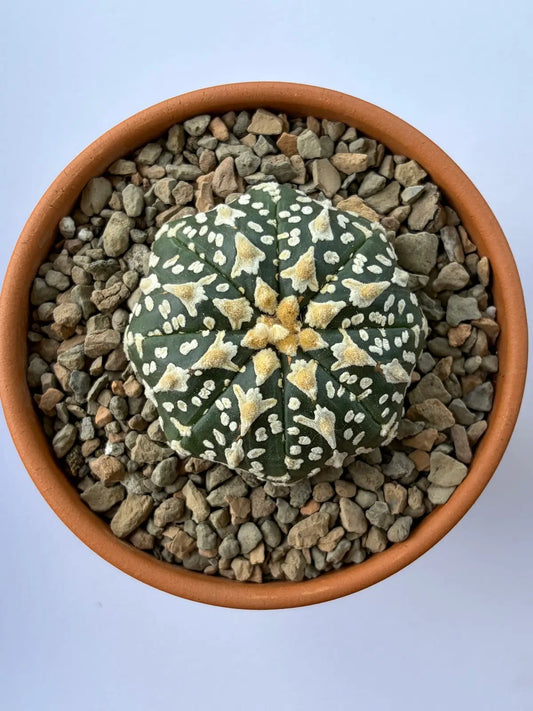 Astrophytum Asterias ‘Super Kabuto V-Type’ - N