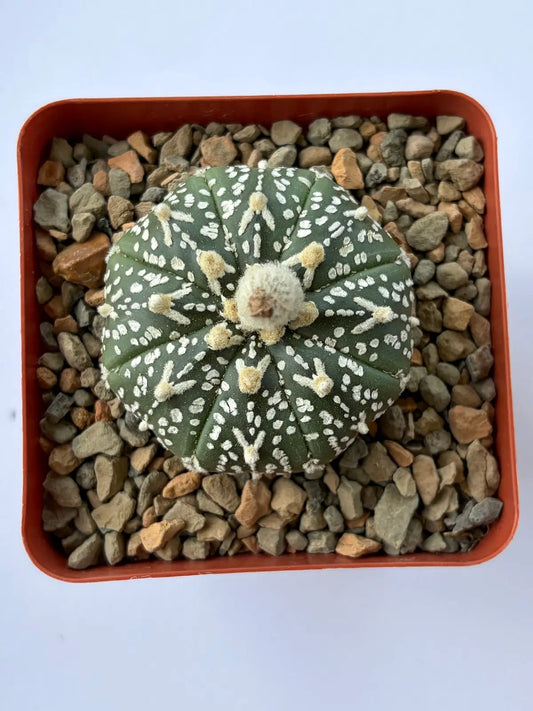 Astrophytum Asterias ‘Super Kabuto V-Type’ - O