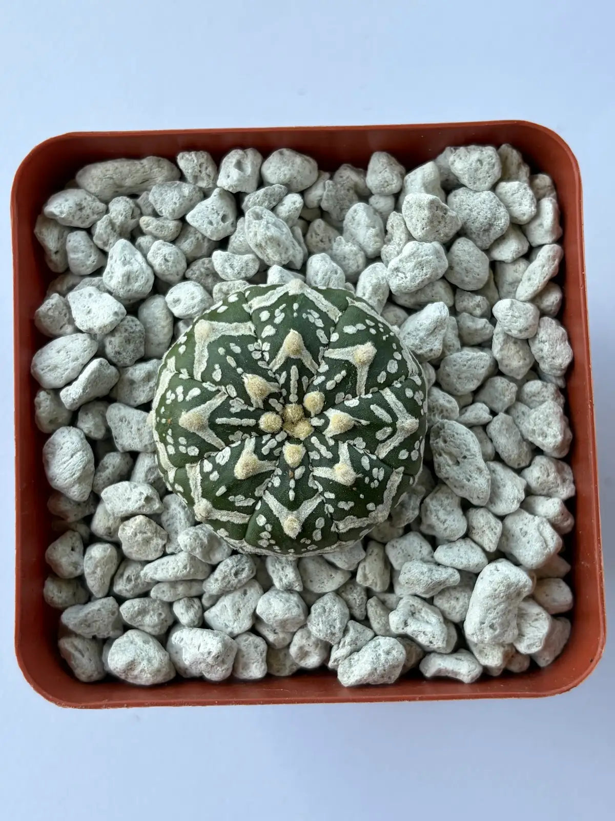 Astrophytum Asterias ‘Super Kabuto V-Type’ - Q