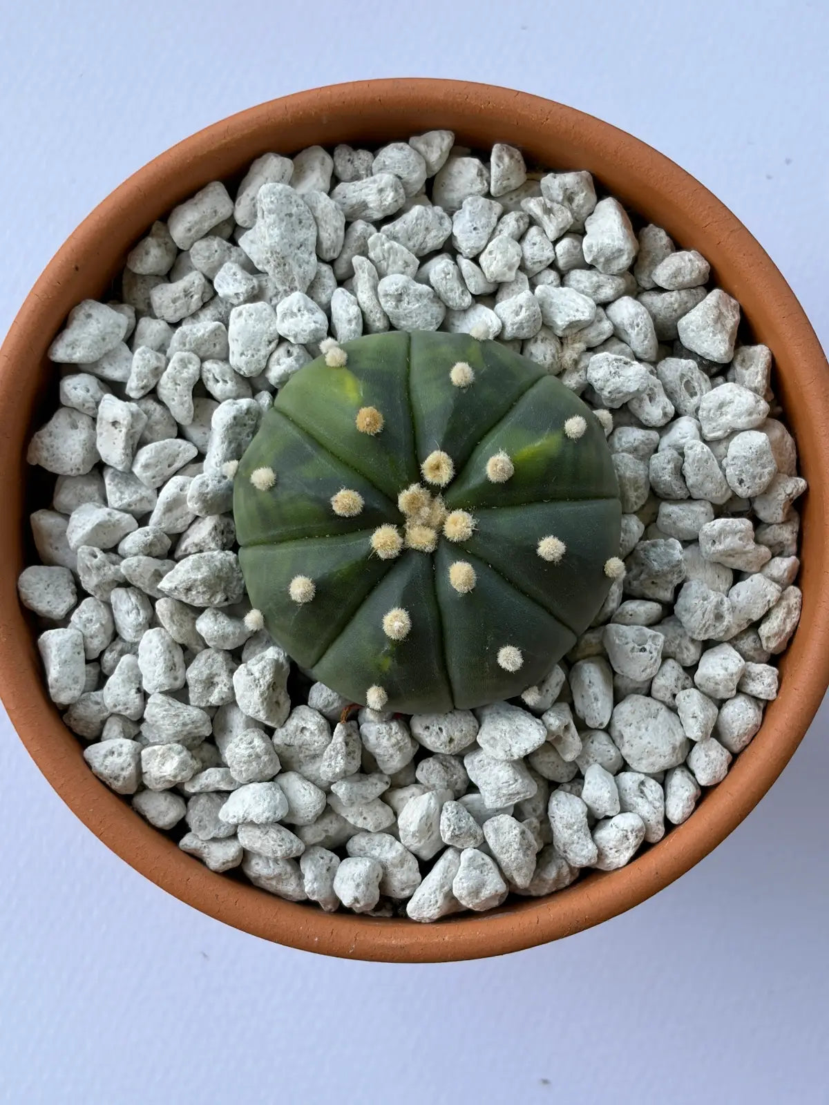 Astrophytum Asterias - Variegated
