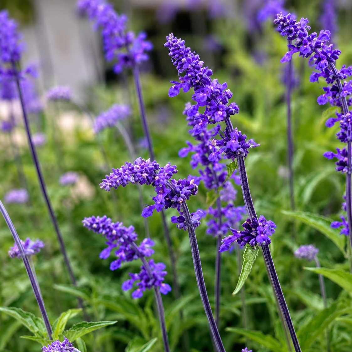 Mealy Blue Sage ‘Henry Duelberg’