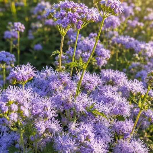 Gregg's Mistflower