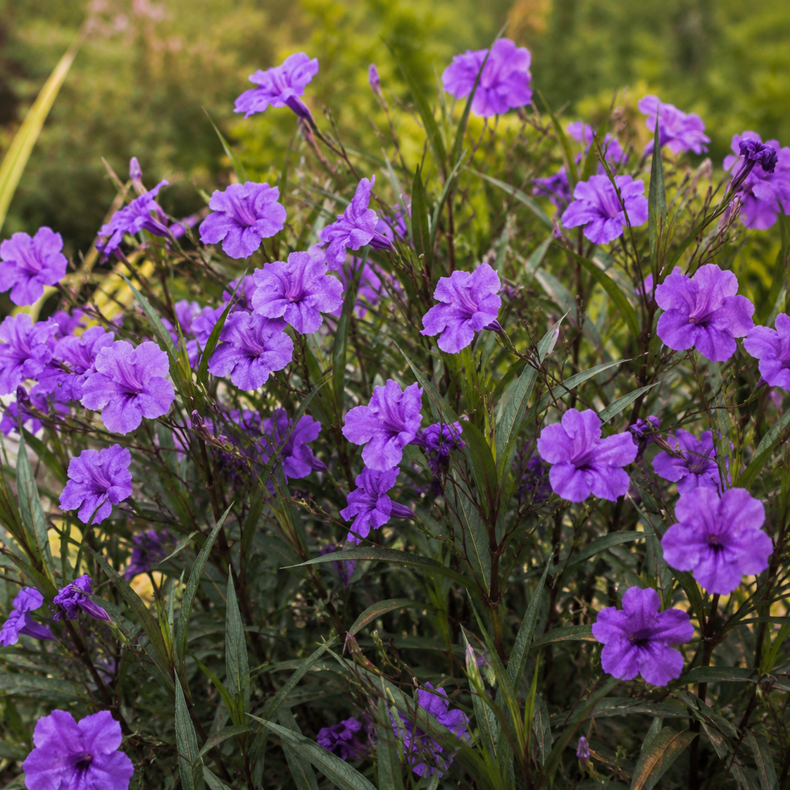 Dwarf Katie Ruellia