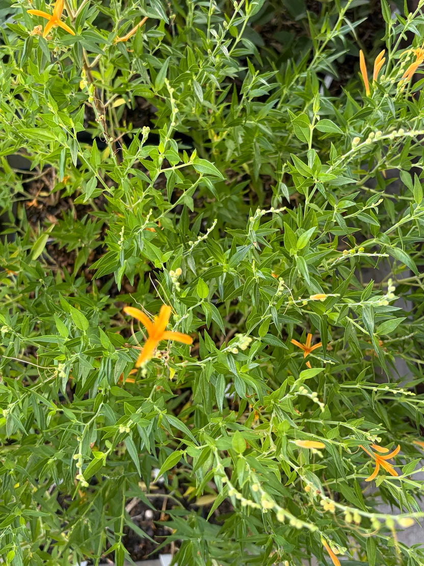 Native Plant Bundle - 4 for $20