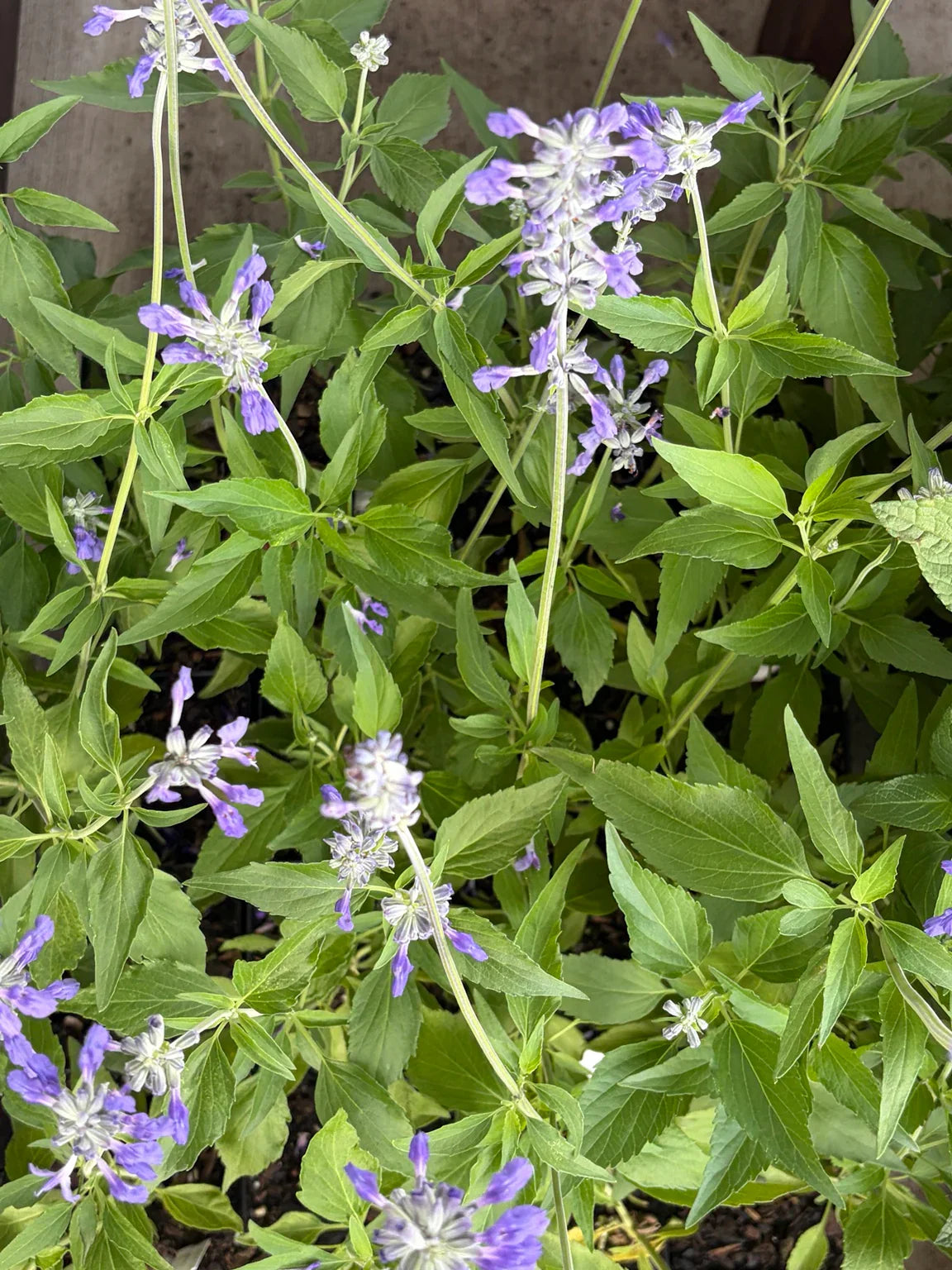 Mealy Blue Sage ‘Henry Duelberg’