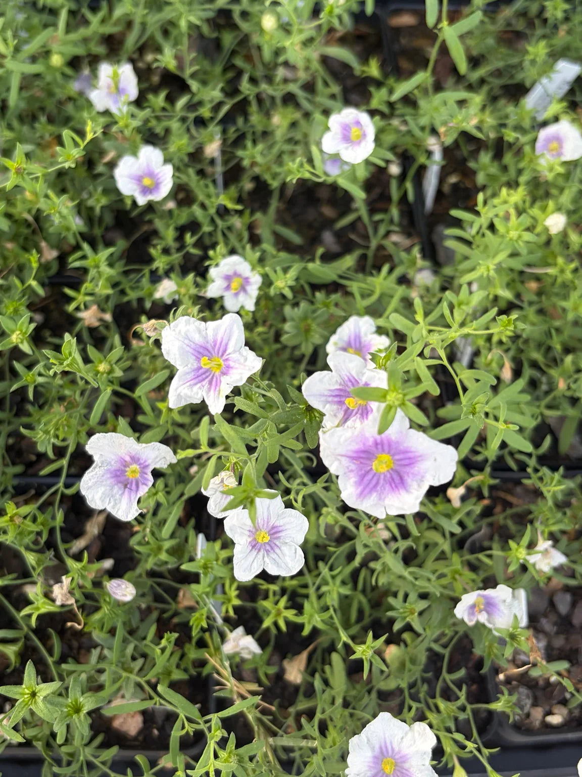 Nierembergia gracilis 'Starry Eyes'