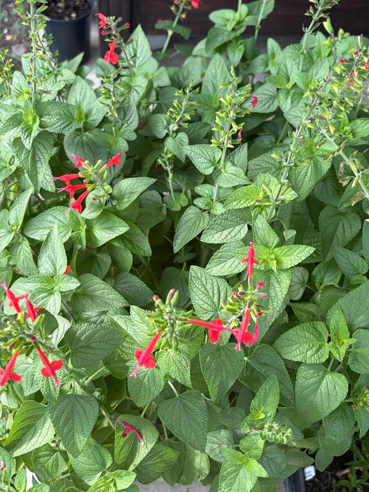 Salvia coccinea 'Tropical Red'