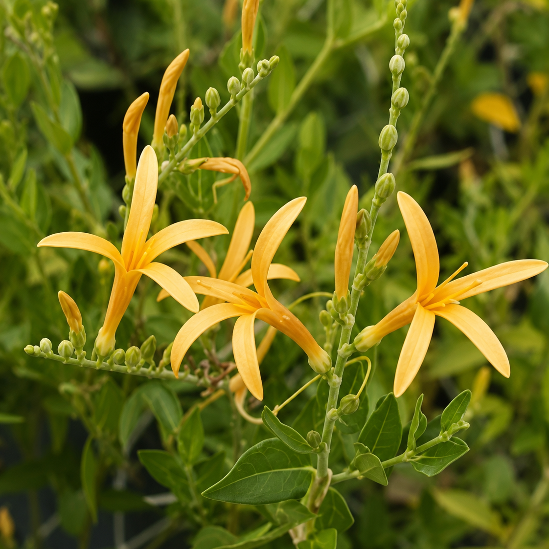 Flame Acanthus 'Benny's Gold'