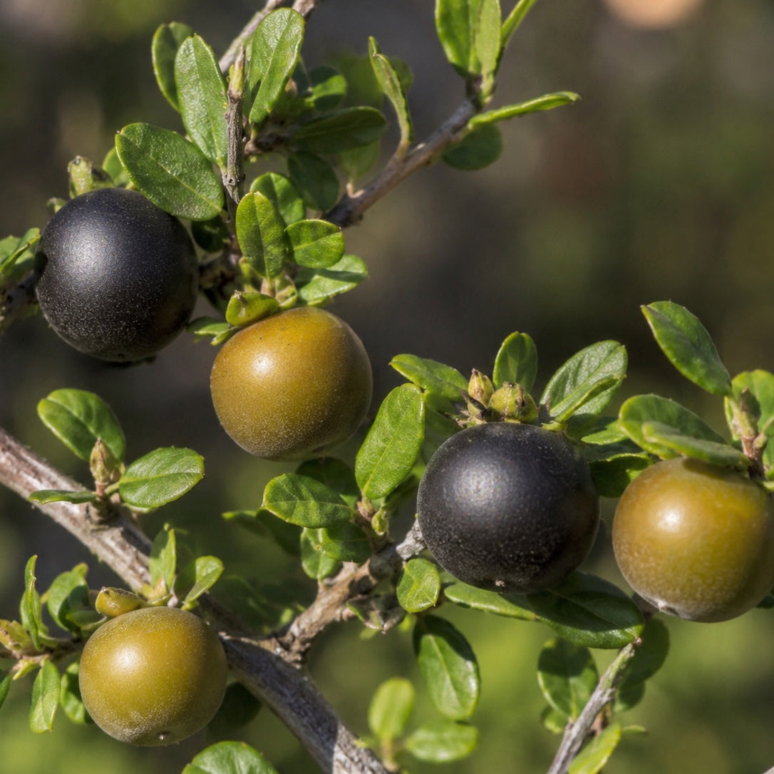 Texas Persimmon (5 gal.)