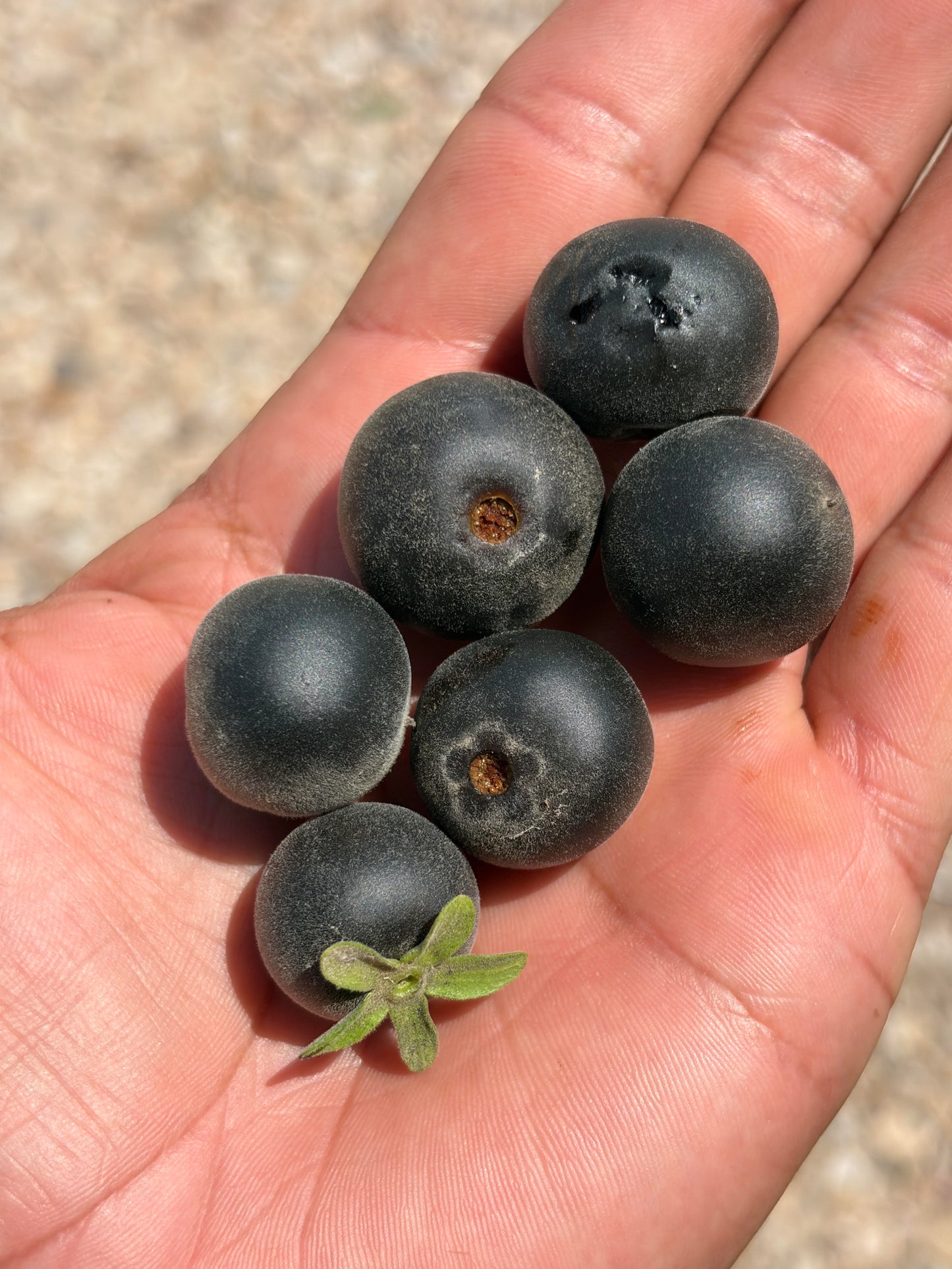 Texas Persimmon